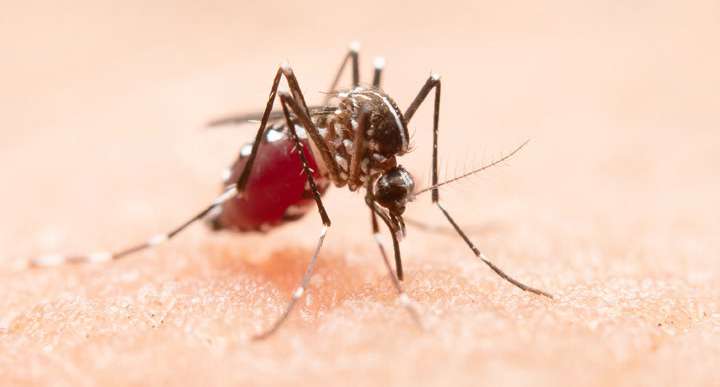 Mosquito Aedes aegypti pousado sobre a pele
