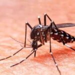 Aedes aegypti